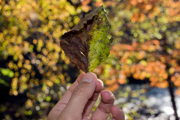 Χέρι Κρατώντας Ένα Φύλλο Πάνω Από Φόντο Του Δάσους — Φωτογραφία Αρχείου