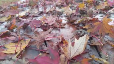 Ahşap masada akçaağaç renkli yapraklar