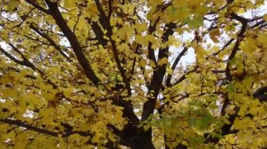 İtalyan akçaağaç, Acer opalus obtusatum sarı yapraklar