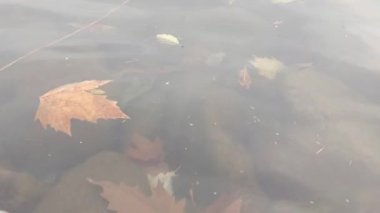 Akçaağaç renkli yapraklar su yüzeyinde yüzüyor.