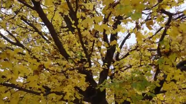 Italian Maple Tree Acer Opalus Obtusatum Yellow Leaves — Stockvideo