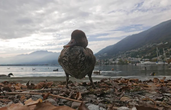 Pato Posando Sobre Lago Maggiore Atardecer —  Fotos de Stock