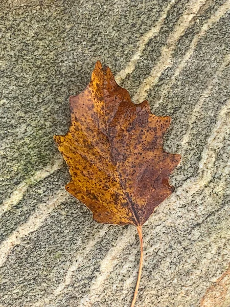 Composição Natural Minimalista Longo Rio Moesa Suíça — Fotografia de Stock