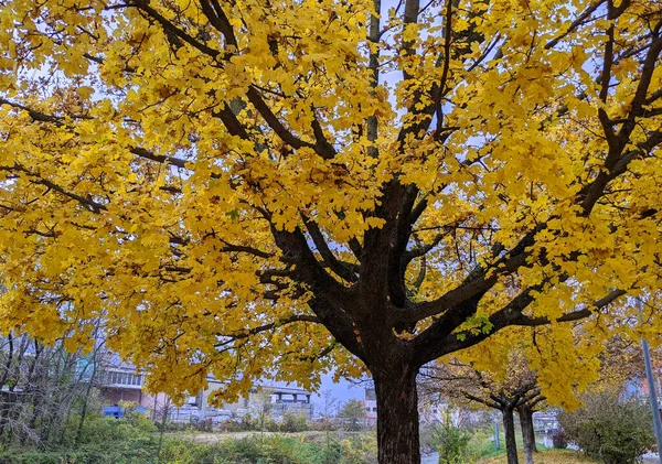 Italian Maple Tree Acer Opalus Obtusatum Yellow Leaves — Stockfoto