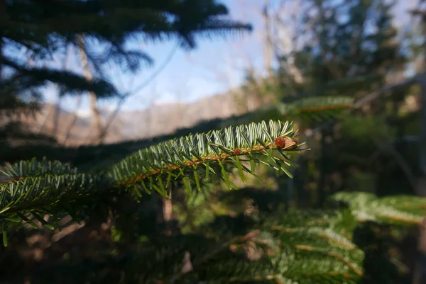 Needle Switzerlands Close Spruce Trees — Stock Photo, Image