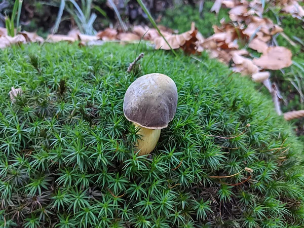 青苔丛林中的小蘑菇 — 图库照片