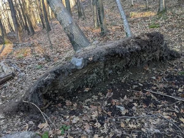 Fallna Träd Lutande Mot Andra Träd Skogen Ingen Bilden — Stockfoto