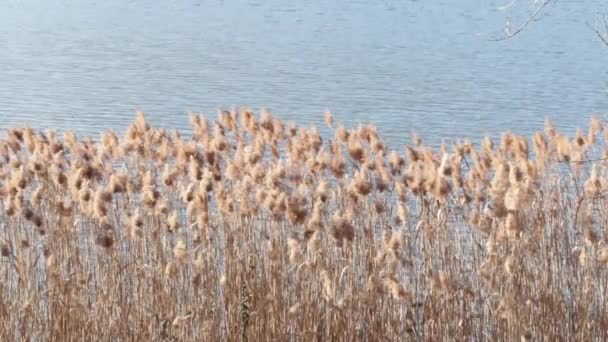 Řada Spěchá Přes Luganské Jezero Slunečného Dne — Stock video