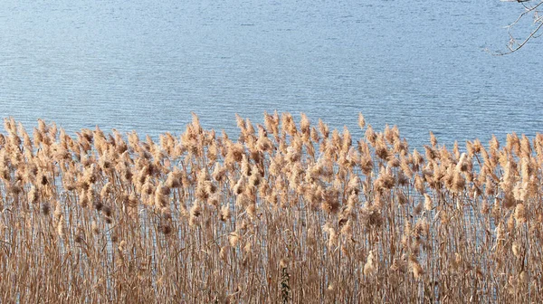 Řada Spěchá Přes Luganské Jezero Slunečného Dne — Stock fotografie
