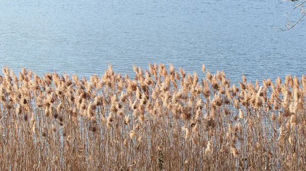 Schlange Rauscht Einem Sonnigen Tag Über Den Luganer See — Stockfoto