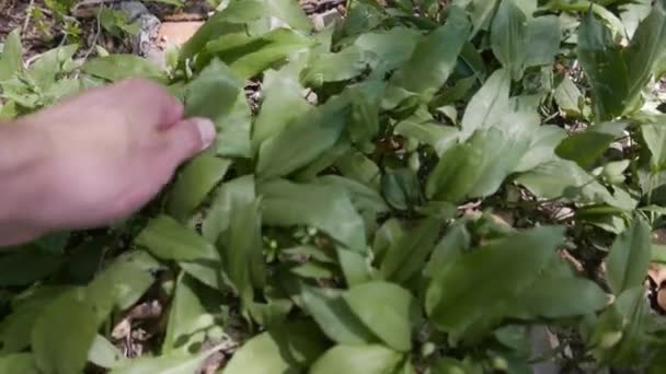 Bear Garlic Edible Wild Plant — Stock video