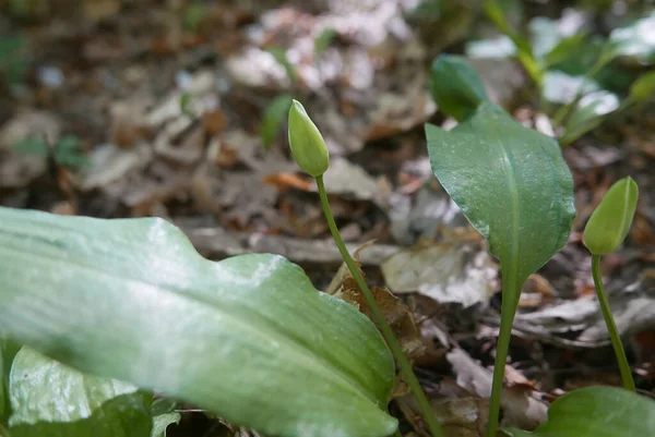 Allium Ursinum Bekend Als Wilde Knoflook Bolle Vaste Plant Bloeiende — Stockfoto