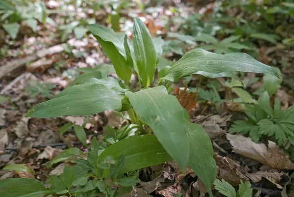 Allium ursinum, vahşi sarımsak olarak bilinir, ormandaki uzun ömürlü çiçek bitkisi.