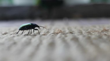 Mimela junii side view of the insect belonging to Scarabaeidae family