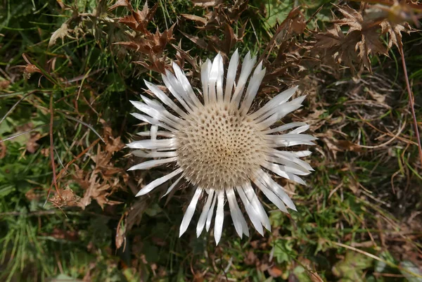 Άνθος Χωρίς Μίσχο Carline Thistle Από Ψηλά — Φωτογραφία Αρχείου