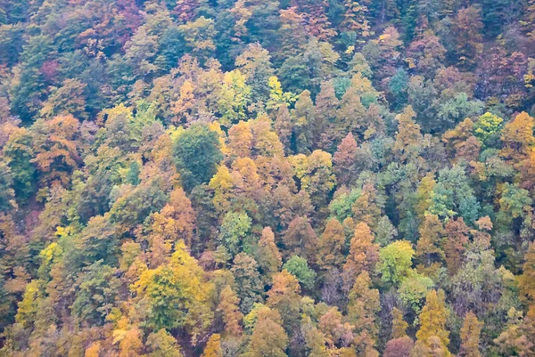 Красочная Иллюстрация Осеннего Сезона — стоковое фото