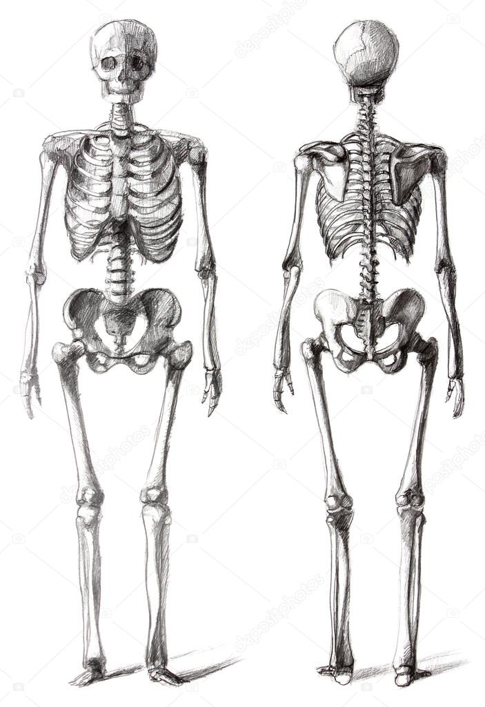 skeleton model drawing