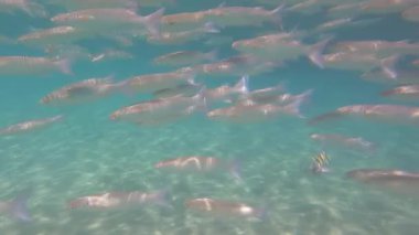 footage of fishes in red sea 