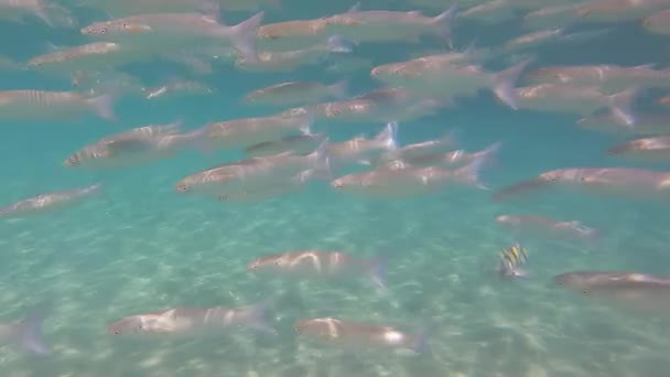 Footage Fishes Red Sea — Αρχείο Βίντεο