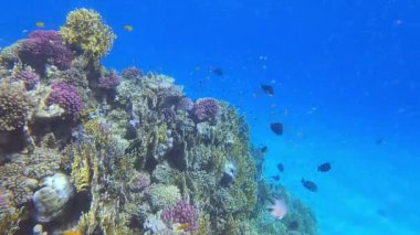 Su altı görüntülerini balıklarla kapat