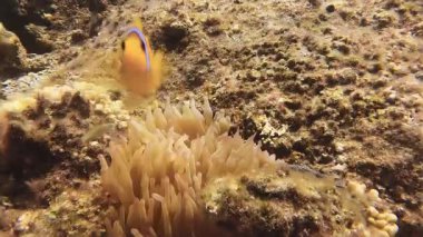 Kızıl deniz görüntülerindeki güzel balıklar