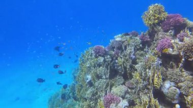 Su altı görüntülerini balıklarla kapat