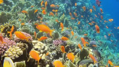 Su altındaki balıklarla ilgili görüntüler