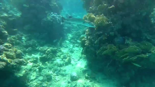 Recifes Coral Peixes Mar Vermelho — Vídeo de Stock