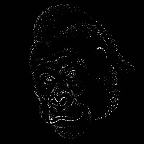 ベクターロゴは 入れ墨やTシャツのデザインや外耳のためのキングコングという名前の猿やゴリラです キング香港の背景という名前の猿やゴリラのかわいい印刷スタイル この絵はいいですね — ストックベクタ