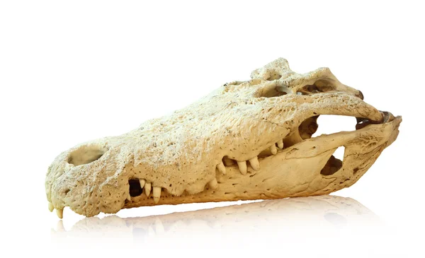 Zeekrokodil schedel, uitknippad — Stockfoto