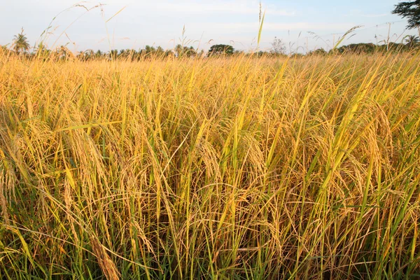 Paddy rice field early in the evening — Stock Photo, Image
