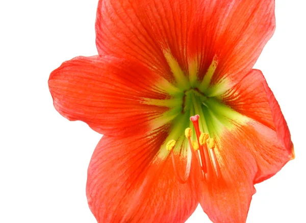 Amarillisz hippeastrum — Stock Fotó