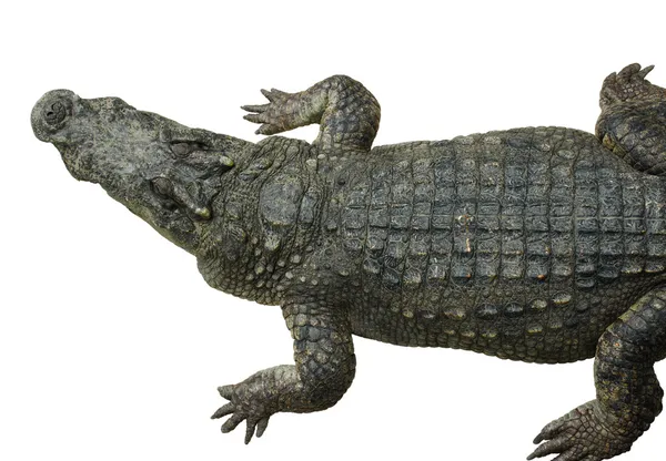 Crocodile isolé — Photo
