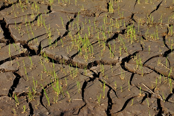 Rice seedlings germinated on the ground — Stock Photo, Image