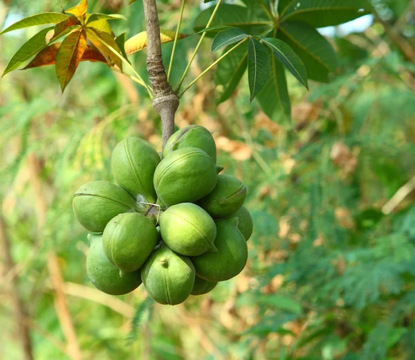 Sterculiaceae on tree — Stock Photo, Image