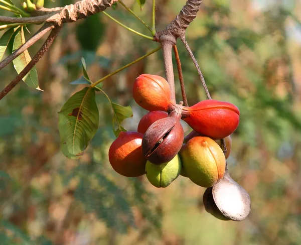 Sterculiaceae on tree — Stock Photo, Image