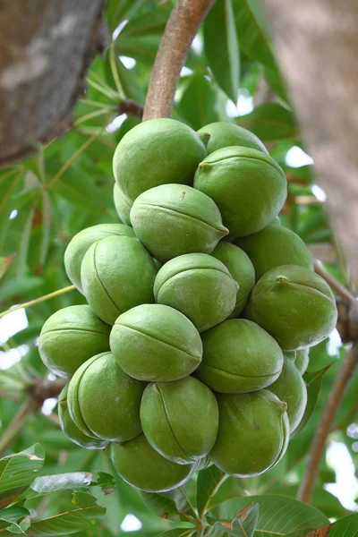 Sterculiaceae on tree — Stock Photo, Image