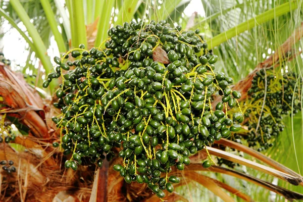 Closeup of the palm tree fruits — Stock Photo, Image