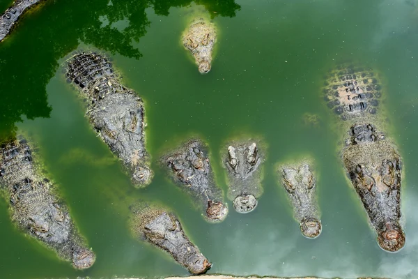 Sötvatten krokodil i kombination rasen. — Stockfoto