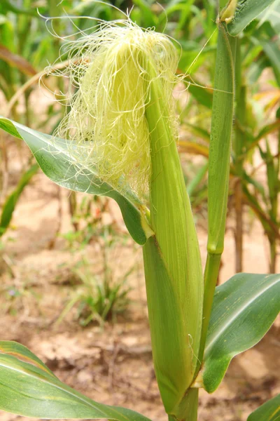 新鲜玉米植物 — 图库照片