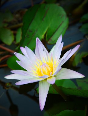 Nilüfer yakın çekim