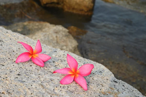 Flores de Plumeria — Foto de Stock