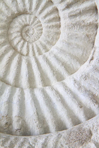 Ammonitský prehistorické fosilních — Stock fotografie