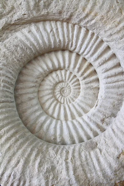 Ammonite fossile préhistorique — Photo