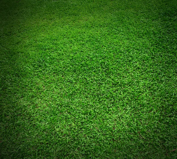 Zöld fű textúra képe — Stock Fotó