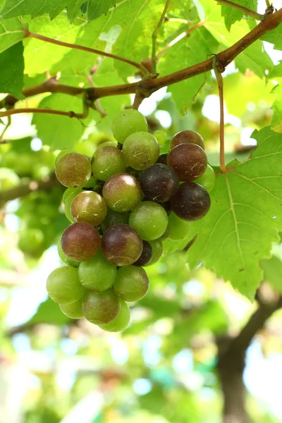 Green grapes — Stock Photo, Image