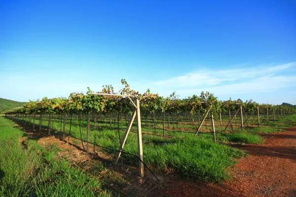 Grapes in a vineyard — Stock Photo, Image