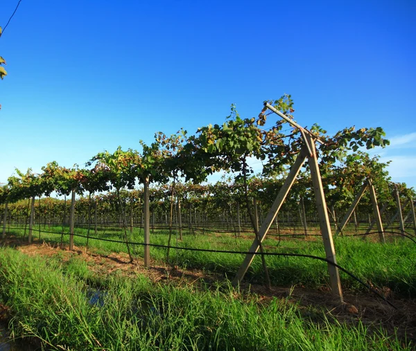 Grapes in a vineyard — Stock Photo, Image