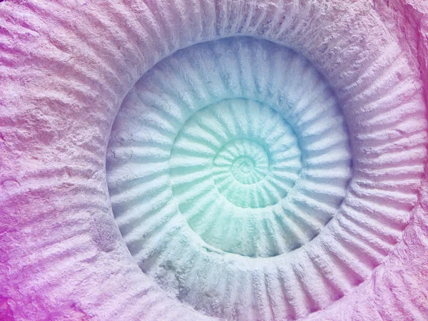 Color of ammonite prehistoric fossil — Stock Photo, Image