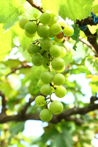 Green grapes on the ranch — Stock Photo, Image